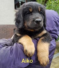 Aiko schon mit Aufpasser -Blick !